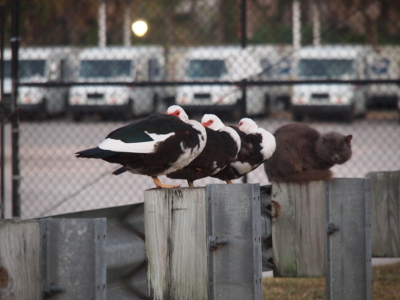 [A view looking down the top of the guard rail to see three ducks resting with their bills tucked into their back feathers and then the cat. Two ducks and the cat are watching the camera.]